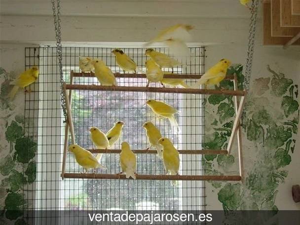 Cria de canarios en casa Lobeira?